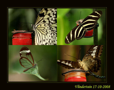 Collage van vlinders