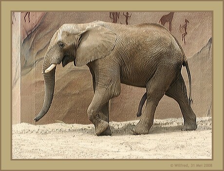 Olifant