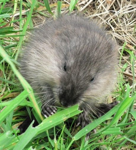 Muskusrat