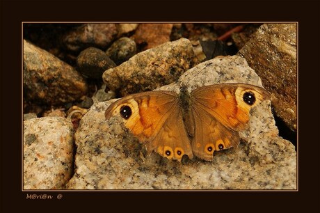 Rots vlinder