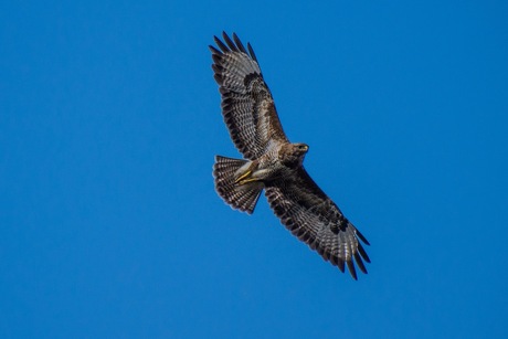 buizerd