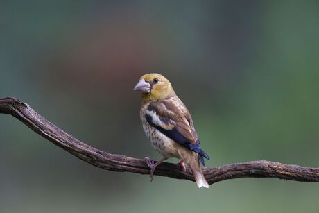 Appelvink