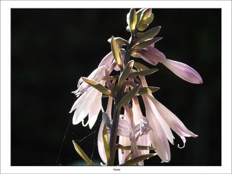 Hosta2