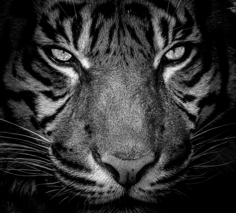 Portret van een tijger