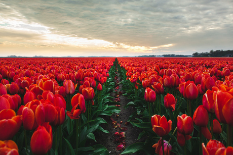 Tulpenveld