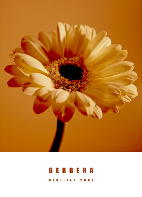 Gerbera