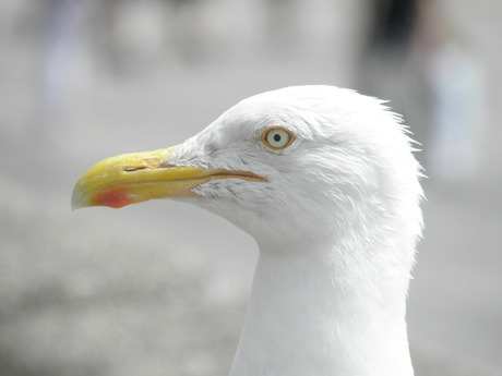 Portret van een meeuw