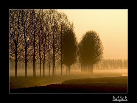 misty morning 3.....