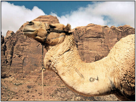 Camel