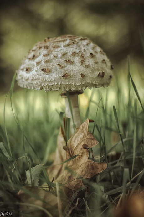 paddenstoel met eikenblad