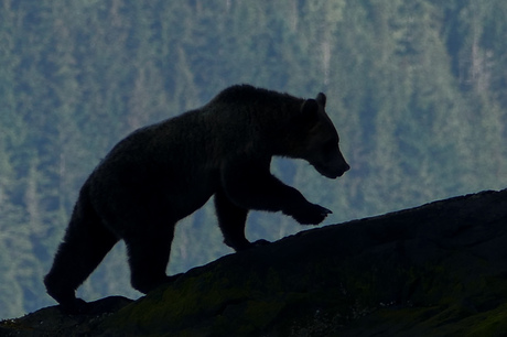 Canada Knight Inlet