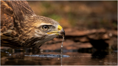 Buizerd drinkt