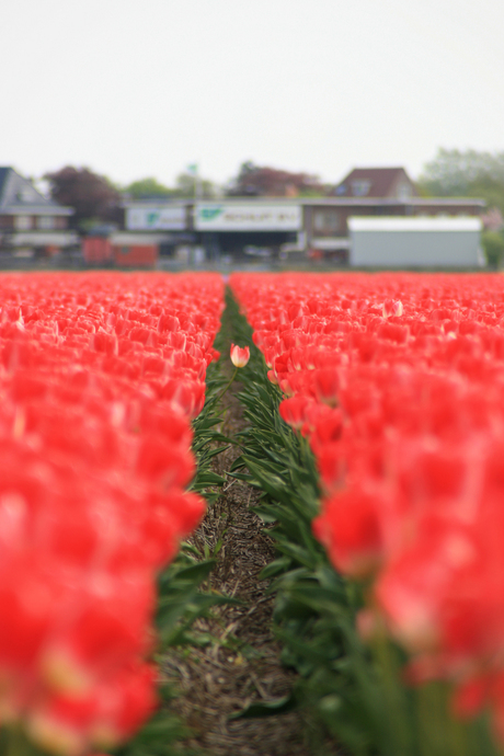 Lonely Tulip