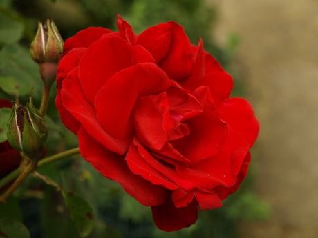Romantische roos