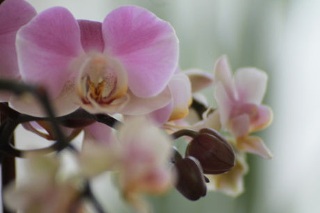 Orchideeen