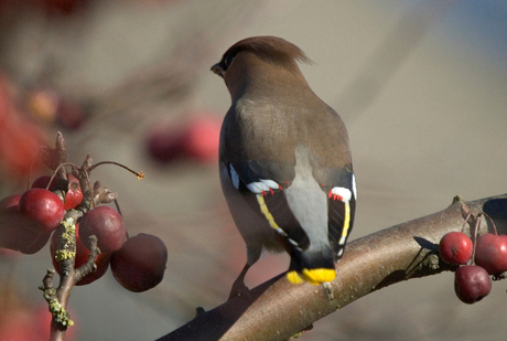 Pestvogels