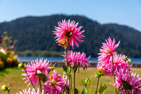 La France, le pays des fleurs