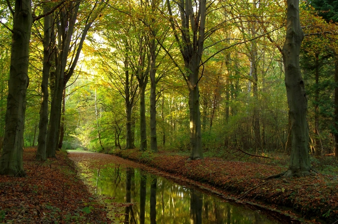 Herfst in In Zuid-Hollands Landschap - Herfst in Oostvoorne's Duinlandschap met weerspiegeling in het water. - foto door Marinus de Jong op 11-07-2013 - deze foto bevat: kleur, water, herfst, weerspiegeling, Bomen Bladeren