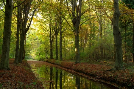 Herfst in In Zuid-Hollands Landschap - Herfst in Oostvoorne's Duinlandschap met weerspiegeling in het water. - foto door Marinus de Jong op 11-07-2013 - deze foto bevat: kleur, water, herfst, weerspiegeling, Bomen Bladeren