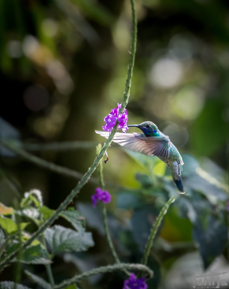 Kolibrie in het wild