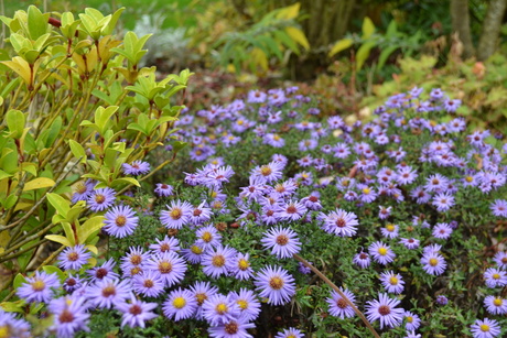 Bloemetjes