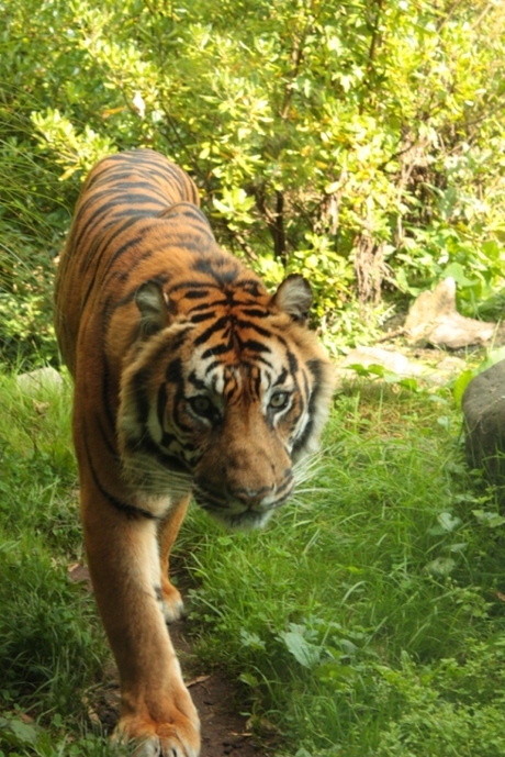 Tijger in Blijdorp