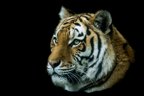 tijger in dierentuin amersfoort