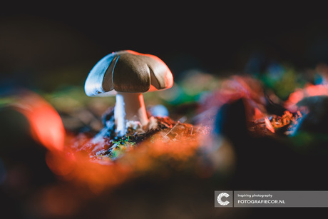 Kleurrijk paddenstoeltje