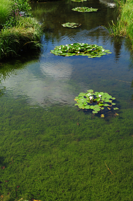 Waterlelies in de efteling