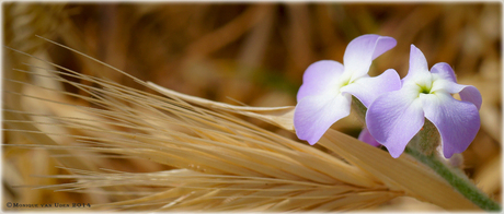 Kreta Flora