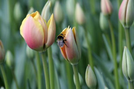 tulpen