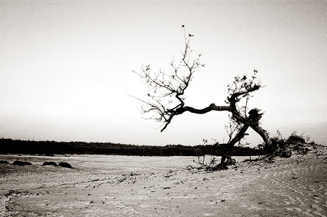 Dutch Desert