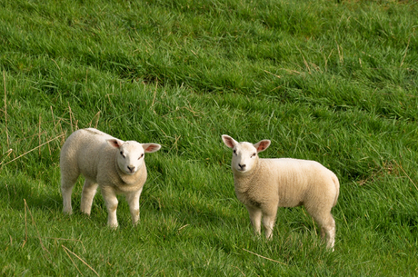 Lammetjes, echte lente...