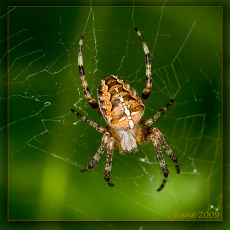spin in en op het web