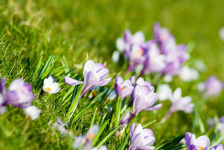 Lentebloemen