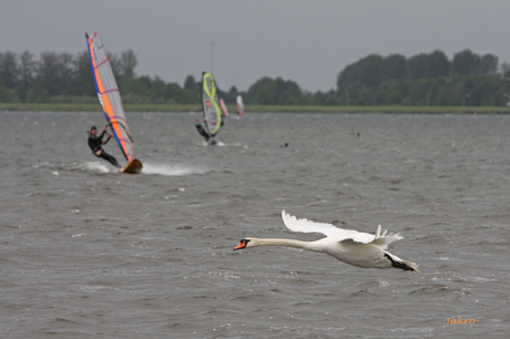 oranje surfen