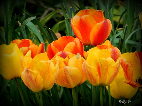 Oranje Boven......