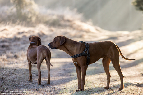 Ridgeback's en zonnestralen