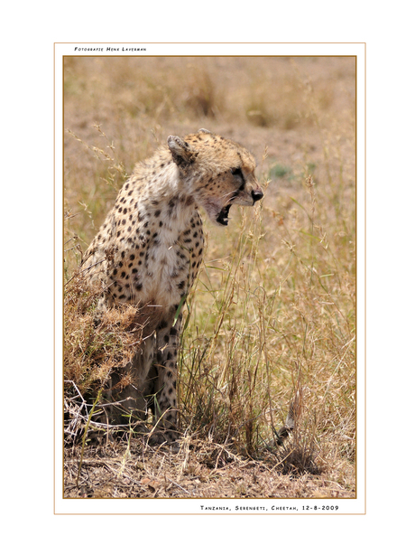 Cheetah Serengeti Tanzania