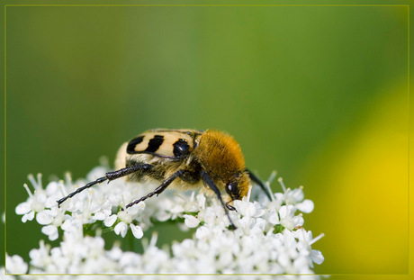 Trichius fasciatus 02