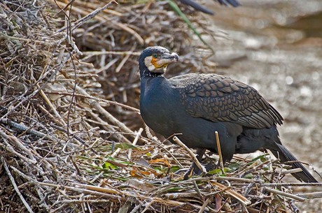 Aalscholver op nest