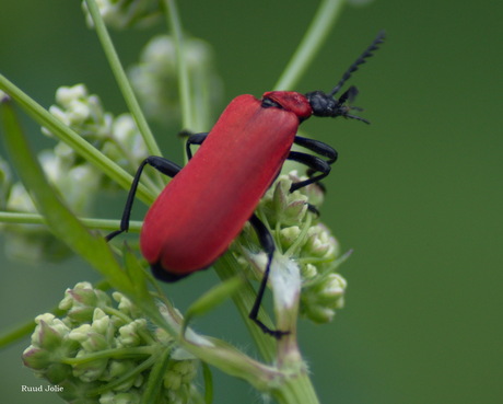 rood insect