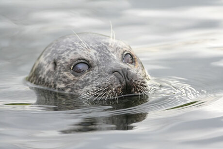 zeehondje