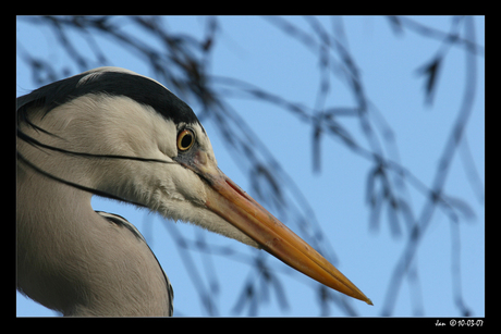 Reiger