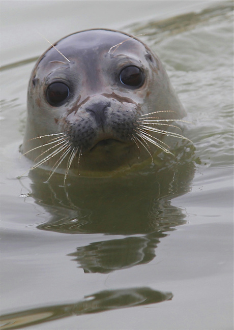 zeehond