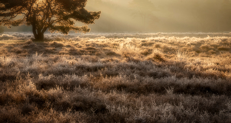 Zonsopkomst op een bevroren heide