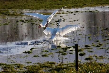 natte landing