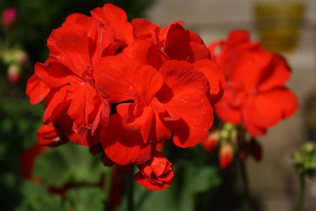 Rode Geranium 1