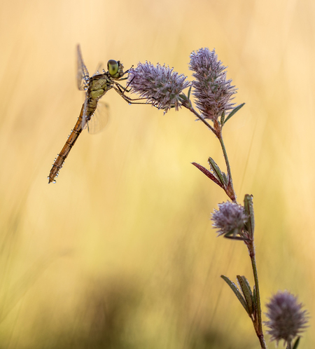 Advancing into new territory - Een tijdje geleden kon ik de Zuidelijke heidelibel op de grens met België fotograferen. Hij staat nog steeds te boek als zeer zeldzaam in ons land, m - foto door arjovandijk op 24-07-2020 - deze foto bevat: macro, bloem, natuur, libel, dauw, dof, bokeh, zuidelijke heidelibel, arjovandijk