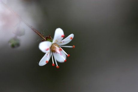 Bloemetje